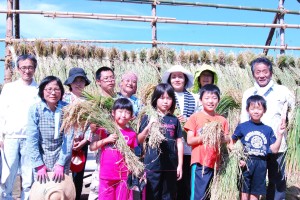 稲刈り作業体験 2